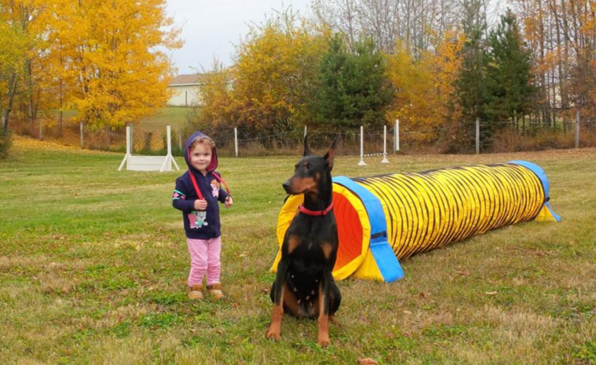 Doberman agility fashion training