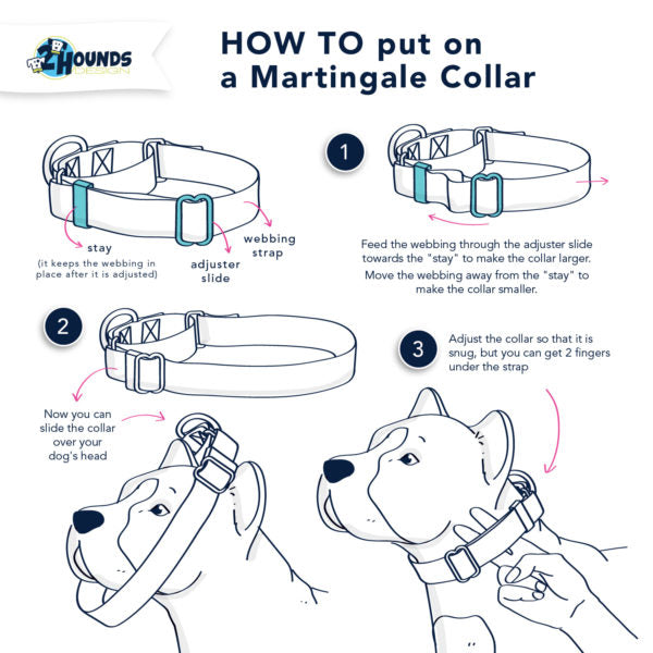 Infographic-HOW-TO-put-on-a-Martingale-Collar