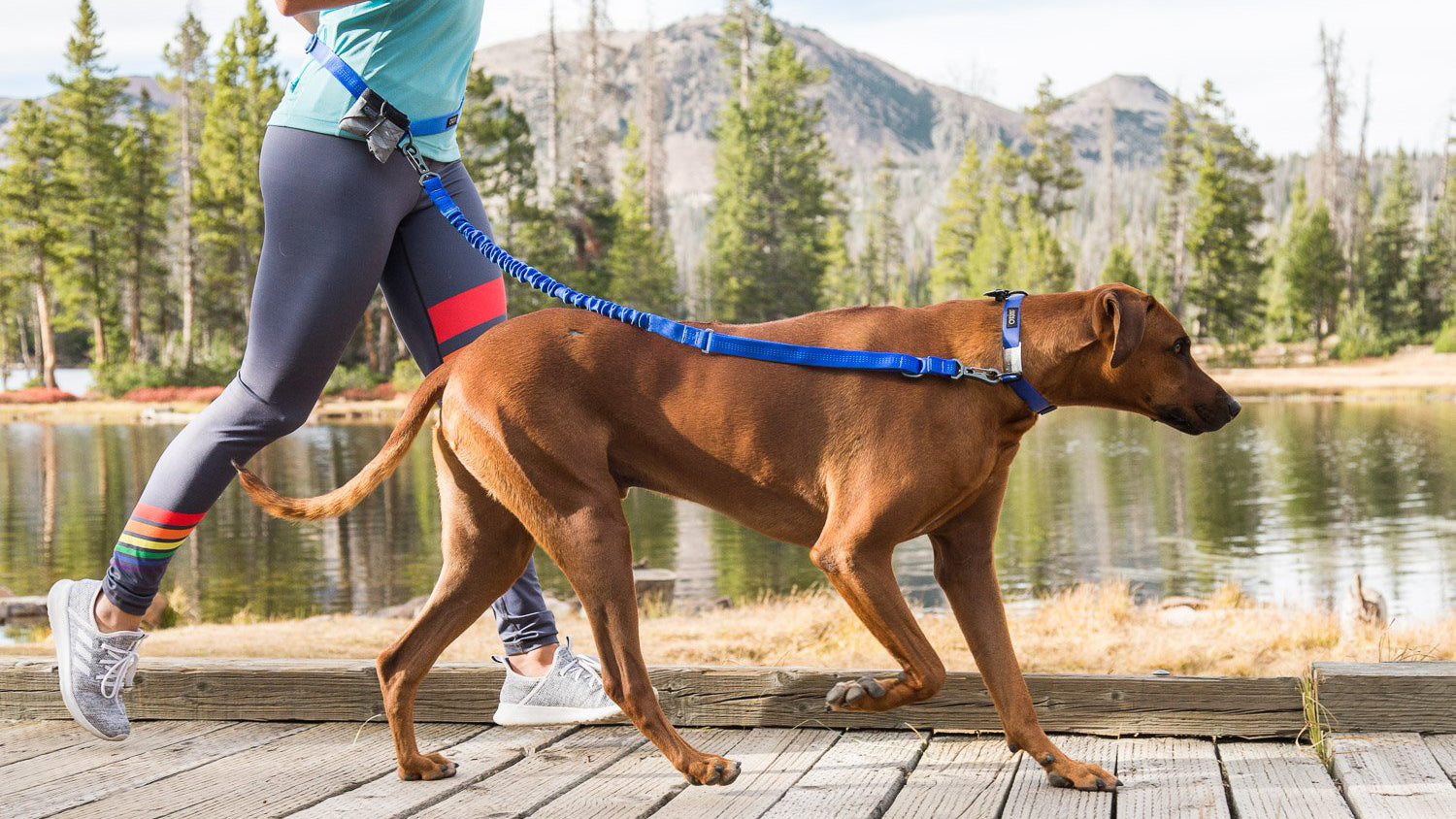 Stunt Puppy Hands Free Leash | MunroKennels.com