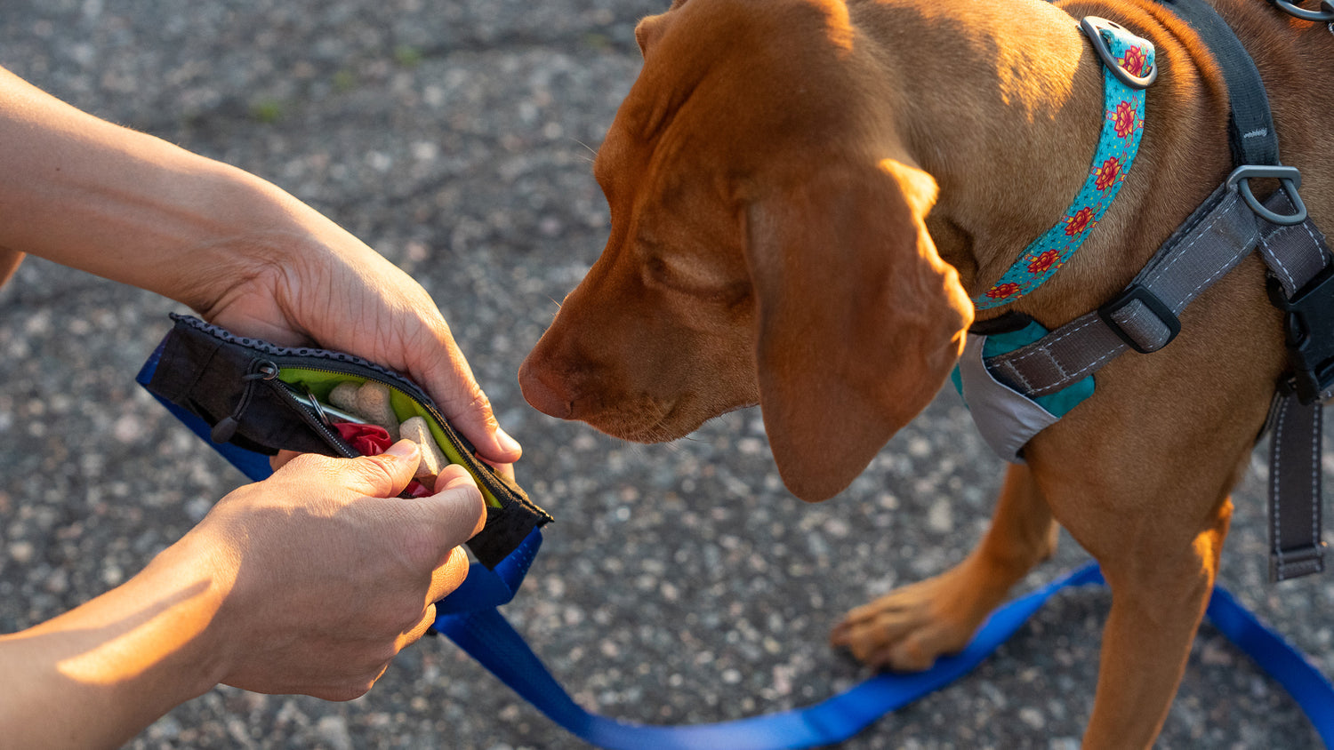 Stunt Puppy Stash Pocket for Leash | MunroKennels.com