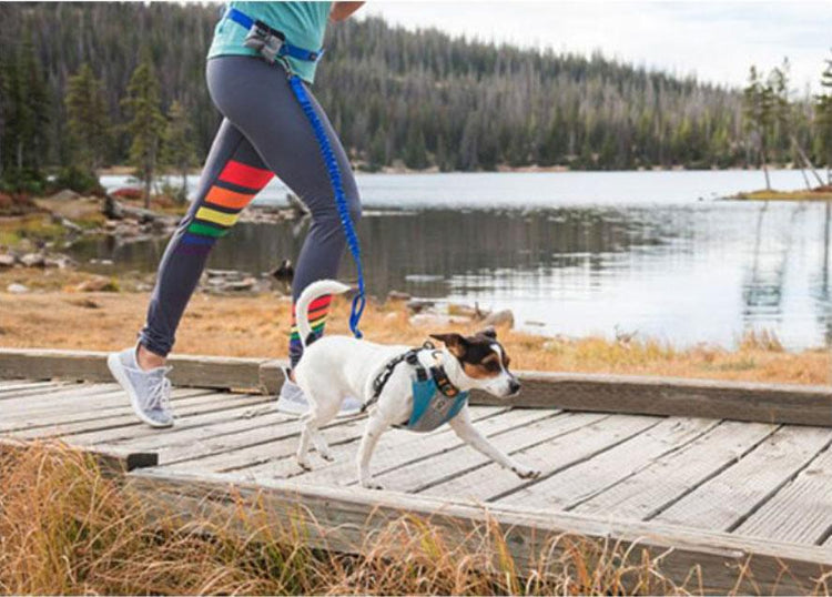 Stunt Puppy Hands Free Leash | MunroKennels.com