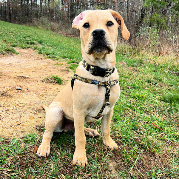 Falling Leaves Double Connection Leash - EarthStyle